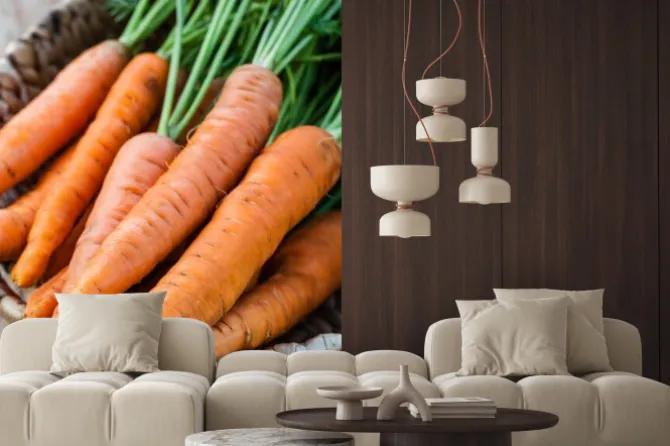 Fototapeta: Świeże marchewki pęczek