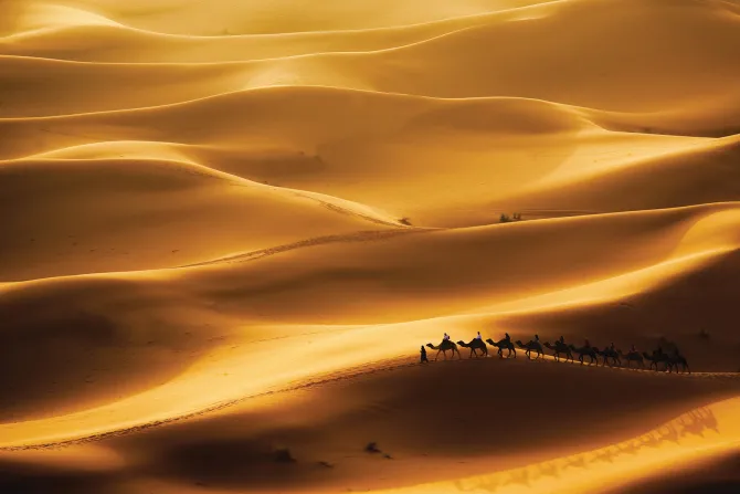 Fototapeta: Wielbłądy idące przez ogromną pustynię