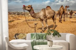 Fototapeta: Wielbłądy w pushkar camel fair mela, indie