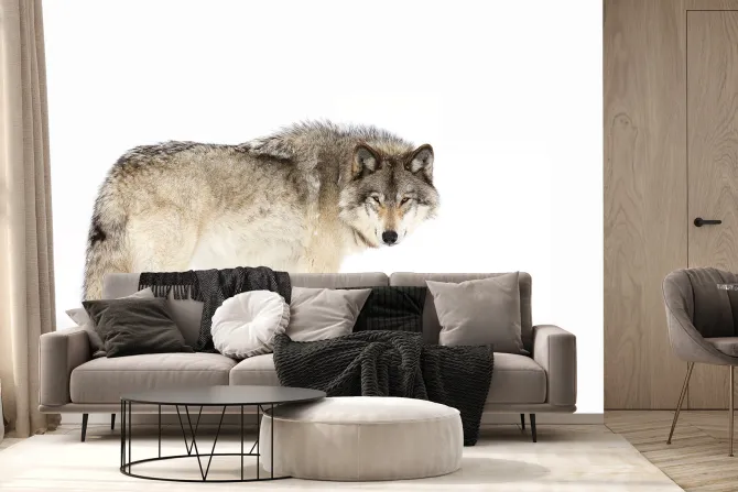 Fototapeta: Wilk stojący na białym śniegu