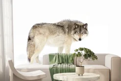 Fototapeta: Wilk stojący na białym śniegu