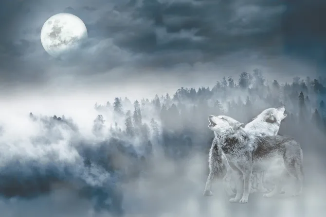 Fototapeta: Wilki na tle lasu przy pełni księżyca