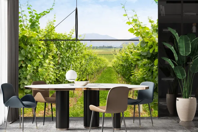 Fototapeta: Winogrona w winnicy