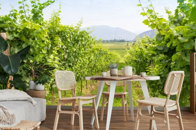 Fototapeta: Winogrona w winnicy