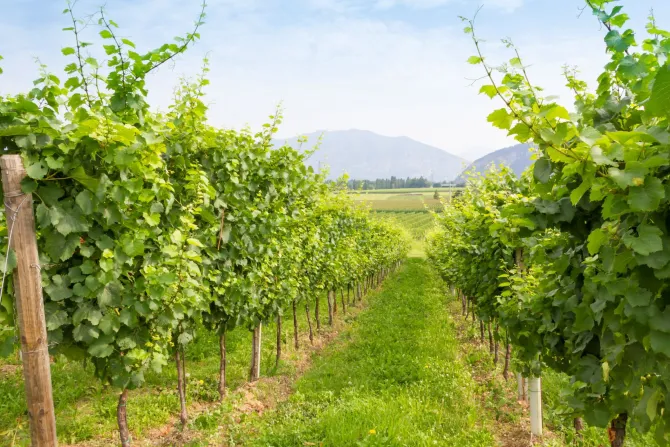 Fototapeta: Winogrona w winnicy