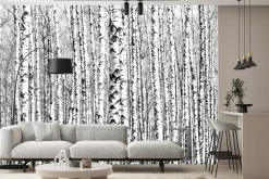 Fototapeta: Wiosenne czarno-białe pnie brzóz