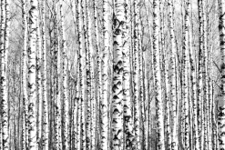 Fototapeta: Wiosenne czarno-białe pnie brzóz