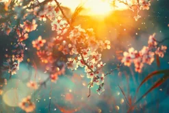 Fototapeta: Wiosenne kwiaty wiśni z promieniami słońca