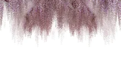 Fototapeta: Wiszące różowe kwiaty kwitnącej wiśni