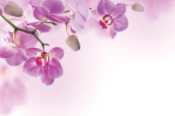 Fototapeta: Wiszące różowe kwiaty storczyków