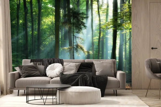 Fototapeta: Wschód słońca w zielonym lesie krajobraz natura