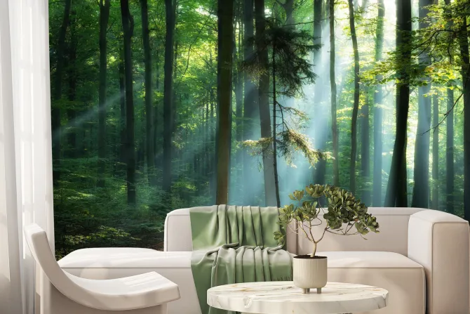 Fototapeta: Wschód słońca w zielonym lesie krajobraz natura