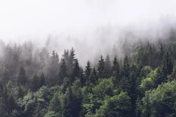 Fototapeta: Zalesione zbocza gór w wysokiej mgle