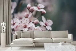 Fototapeta: Zbliżenie wiosennego kwiatu wiśni