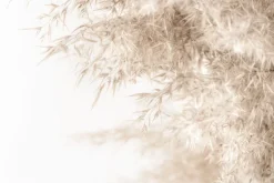 Fototapeta: Zboże pszenicy na białym tle