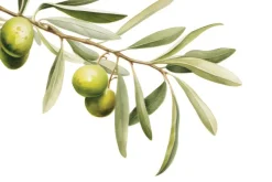 Fototapeta: Zielona gałązka oliwna na białym tle