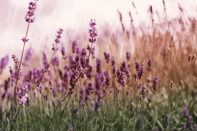 Fototapeta: Zielona łąka z kwiatami lawendy