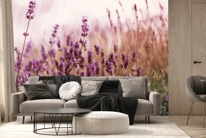 Fototapeta: Zielona łąka z kwiatami lawendy