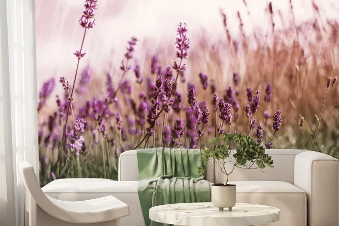 Fototapeta: Zielona łąka z kwiatami lawendy