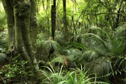 Fototapeta: Zielona roślinność w tropikalnym lesie krajobraz