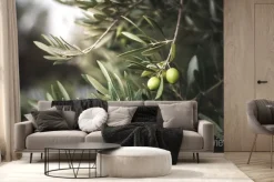 Fototapeta: Zielone drzewo oliwne w maroku