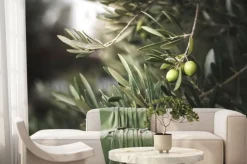 Fototapeta: Zielone drzewo oliwne w maroku