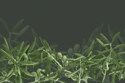 Fototapeta: Zielone gałązki oliwne na ciemnym tle
