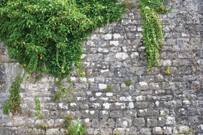 Fototapeta: Zielony bluszcz na kamiennej ścianie