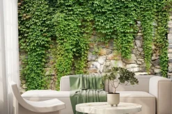 Fototapeta: Zielony bluszcz