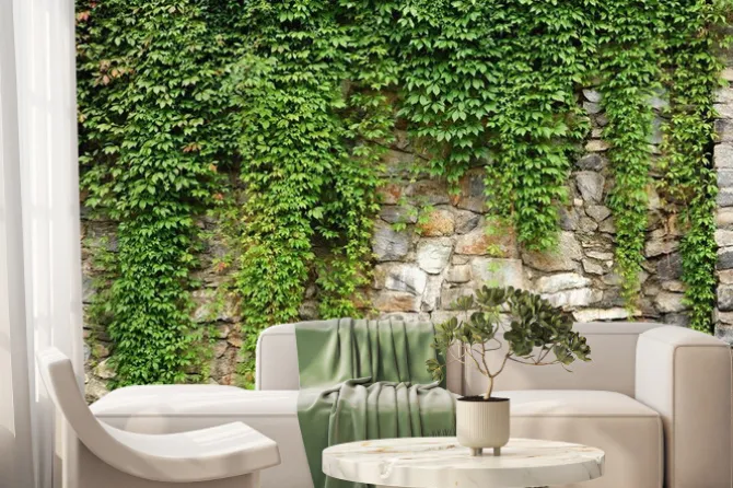 Fototapeta: Zielony bluszcz