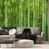 Fototapeta: Zielony las bambusowy