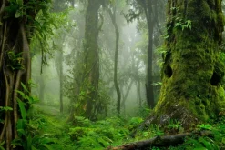 Fototapeta: Zielony las drzewa we mgle