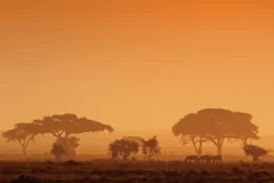 Fototapeta: Zwierzęta na safari o zachodzie słońca