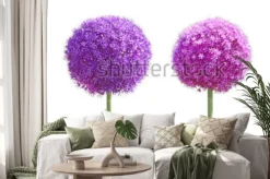 Naklejka: Allium gladiator zestaw ozdobnych cebuli kwiat samodzielnie na