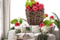 Naklejka: Basket organicznych malin