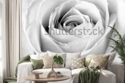 Naklejka: Biała róża, czarno-białe makro