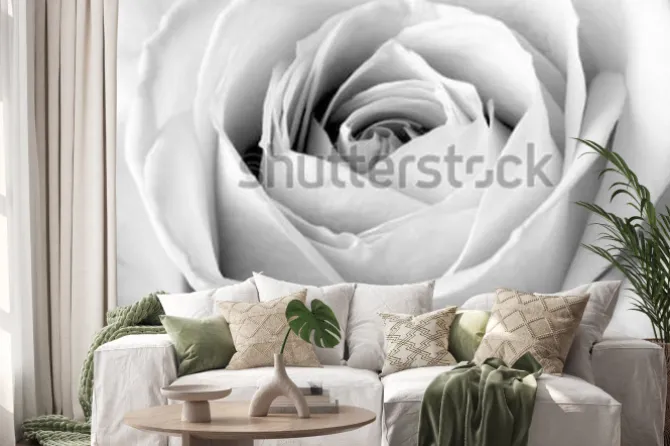 Naklejka: Biała róża, czarno-białe makro