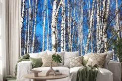 Naklejka: Białe brzozy i błękitne niebo