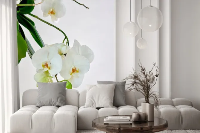 Naklejka: Białe storczyki na tle jasnej ściany