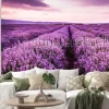 Naklejka: Blooming lavender field under the purple colors of the summer