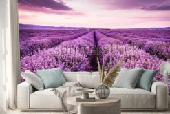 Naklejka: Blooming lavender field under the purple colors of the summer
