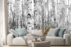 Naklejka: Brzozowy las, czarno-białe zdjęcie