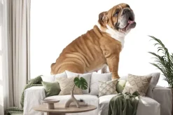 Naklejka: Buldog angielski samodzielnie na białym tle