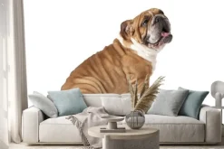 Naklejka: Buldog angielski samodzielnie na białym tle