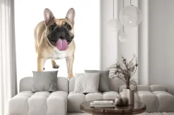 Naklejka: Buldog francuski na białym tle