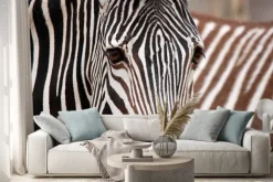 Naklejka: Burchells zebra is a southern subspecies of the plains zebra.