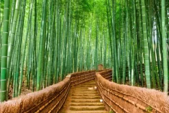 Naklejka: Ścieżka przez las bambusowy