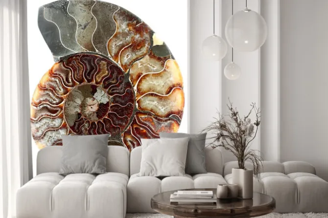 Naklejka: Cut amonit kopalnych, biały