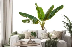 Naklejka: Isolated banana tree on white background.