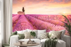 Naklejka: Lavender fields at sunrise near valensole, provence, france